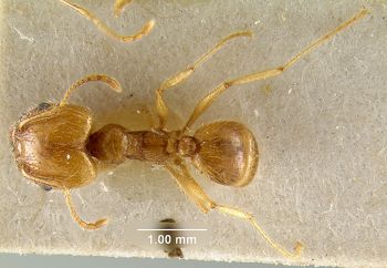 Media type: image; Entomology 20706